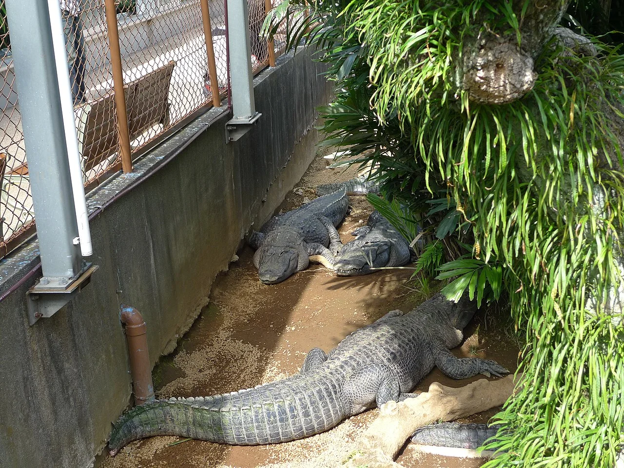 Crocodilians resting beside a shallow pool at Atagawa Tropical and Alligator Garden