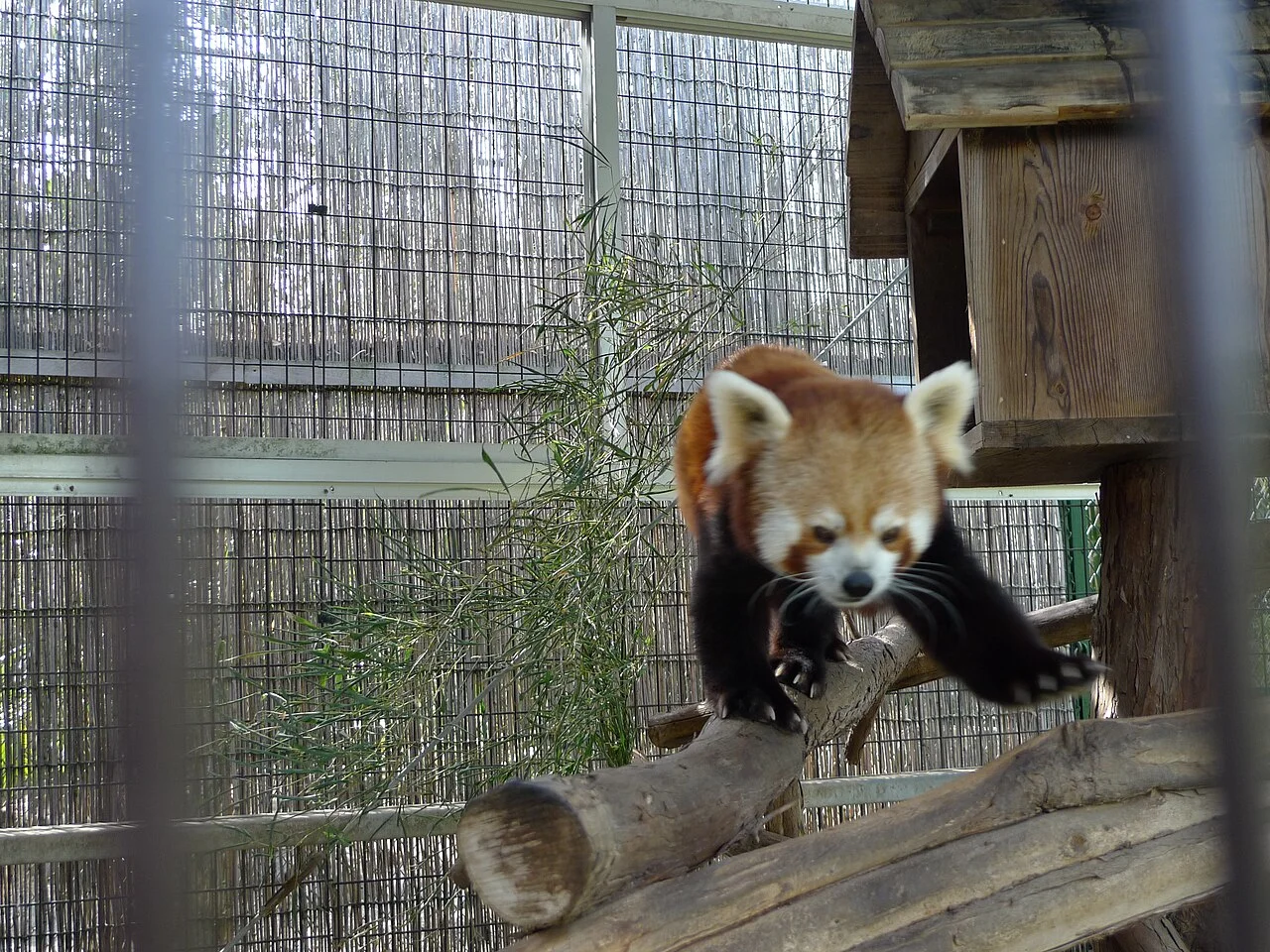 A red panda on a wooden branch in its Atagawa garden enclosure