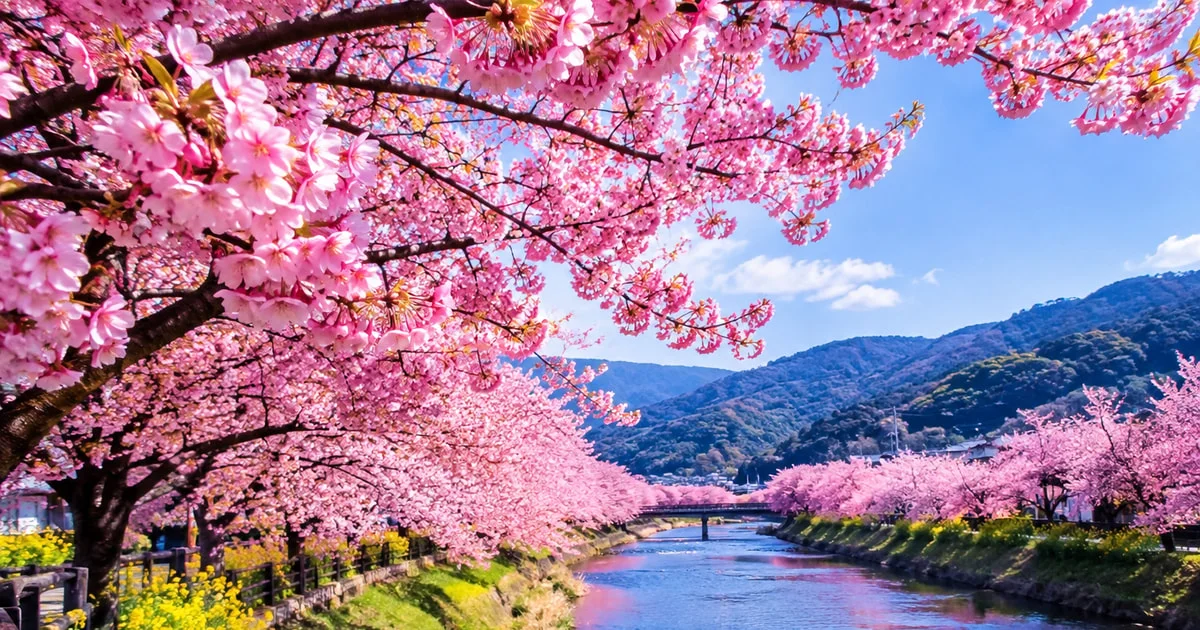Pink cherry blossom along both banks of the Kawazu River